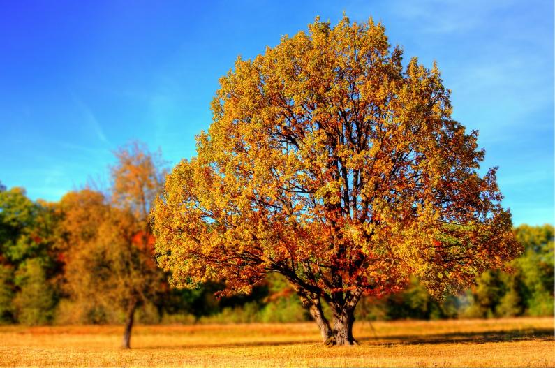 Herfst